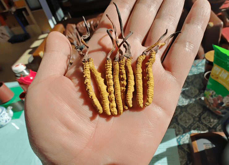 开云体育官方网站-年销20万根的冬虫夏草竟是胶水拼的！工作人员：买的好胶水，吃下去没有事